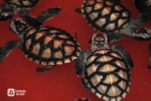 green sea turtle_baby