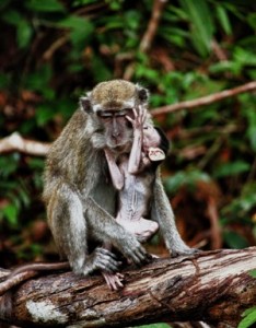 long tailed macaque and the baby