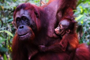 orang utan mom and baby