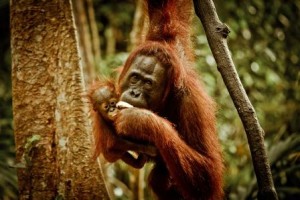 nurture the baby_foto for rumah orangutan by ruben algoquerecordar