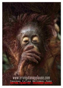 postcard_orangutan anak_10