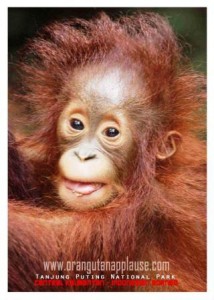 postcard_orangutan anak_11