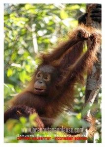 postcard_orangutan anak_13