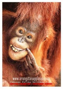 postcard_orangutan anak_9