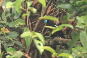 Black and Red Broadbill